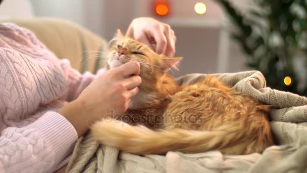 Mujer acariciando rojo tabby gato en cama en casa — Vídeos de Stock