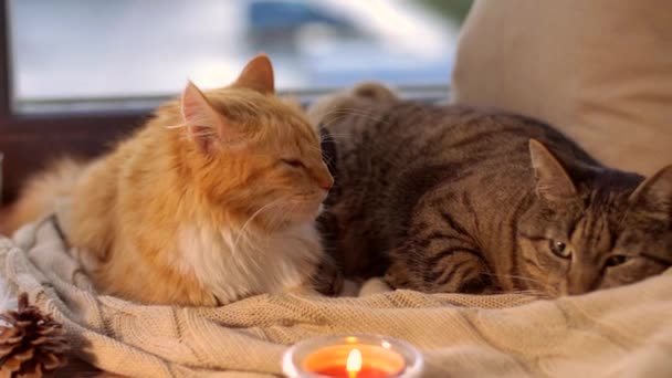Δύο γάτες ξαπλωμένη σε κουβέρτα στο σπίτι παράθυρο περβάζι — Αρχείο Βίντεο
