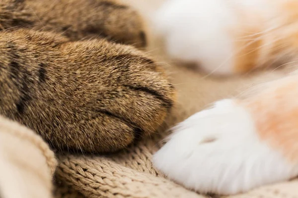 Primer plano de patas de dos gatos en manta —  Fotos de Stock