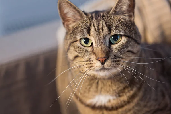 Portrait of tabby cat at home — Stock Photo, Image