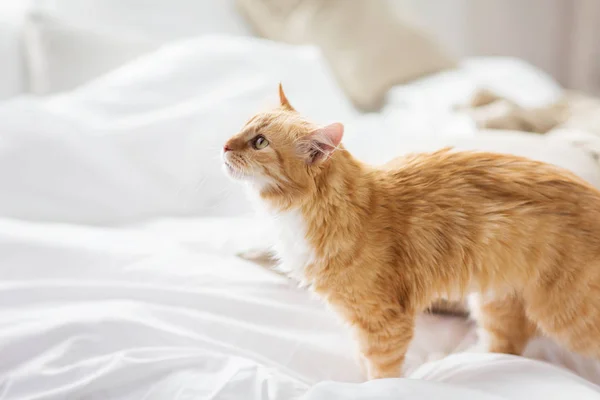 Рыжий кот Тэбби дома в постели — стоковое фото