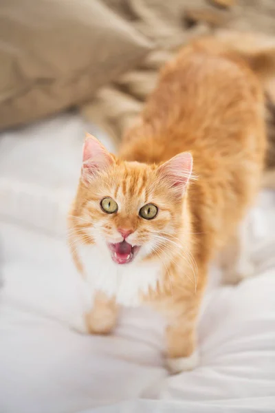 Vermelho tabby gato mewing na cama em casa — Fotografia de Stock