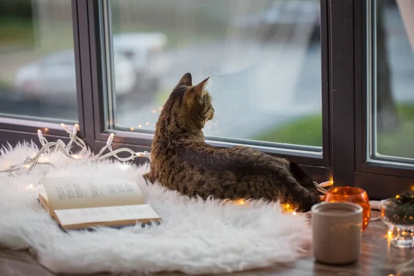 Chat tabby couché sur le rebord de la fenêtre avec livre à la maison — Photo