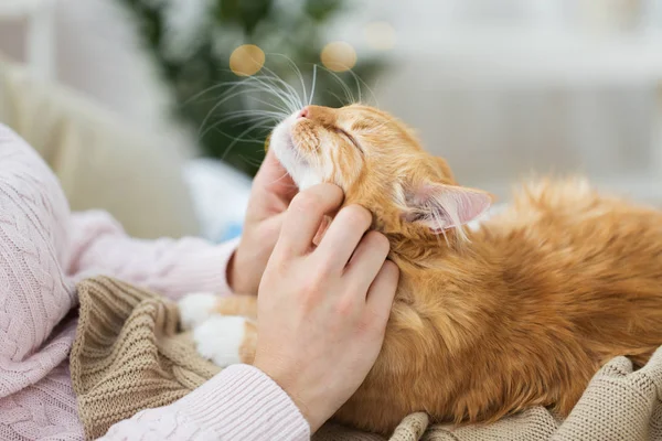 Primer plano del propietario acariciando gato rojo en la cama en casa Imagen de stock