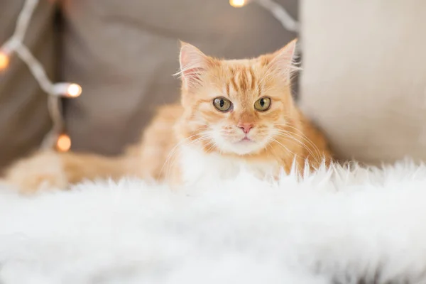 Czerwony kot Mora na kanapie z owczej skóry w domu — Zdjęcie stockowe