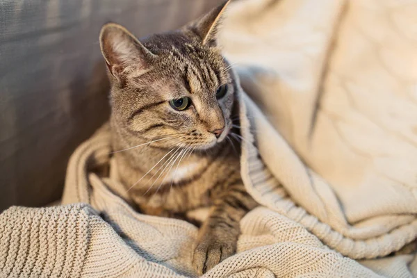 Gatto tabby sdraiato su coperta a casa in inverno — Foto Stock