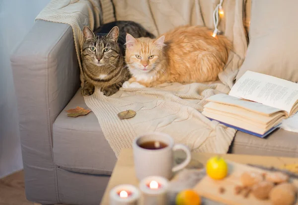 Två katter ligger på soffan hemma — Stockfoto