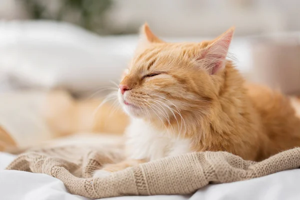 Κόκκινο γάτα που κοιμάται στην κουβέρτα στο σπίτι το χειμώνα — Φωτογραφία Αρχείου