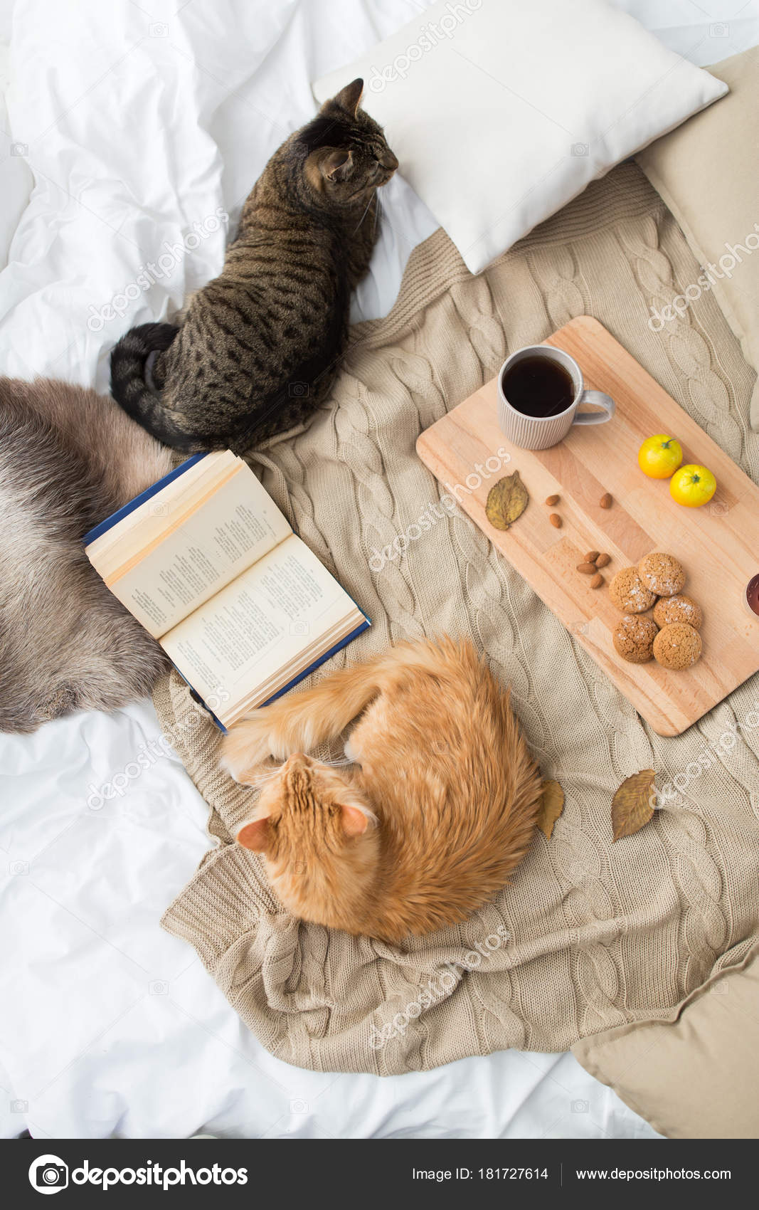 Two Cats Lying On Blanket At Home In Autumn Stock Photo Image By C Syda Productions 181727614