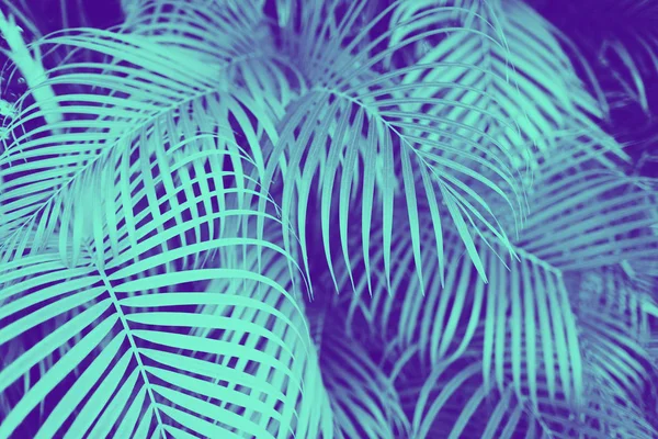 Ultra violet and blue duotone palm tree leaves — Stock Photo, Image