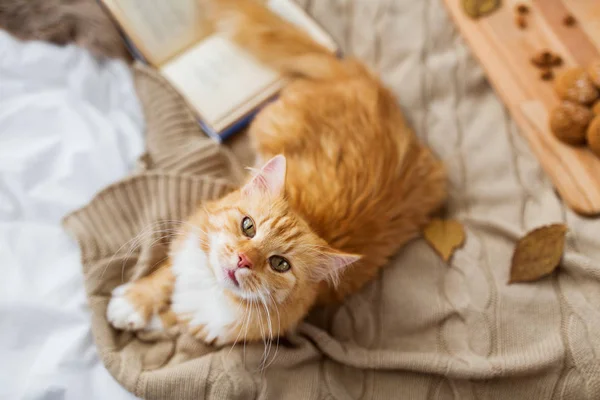 Gatto tabby rosso sdraiato su coperta a casa in autunno — Foto Stock