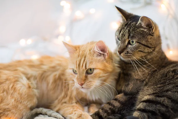 Zwei Katzen liegen zu Hause — Stockfoto