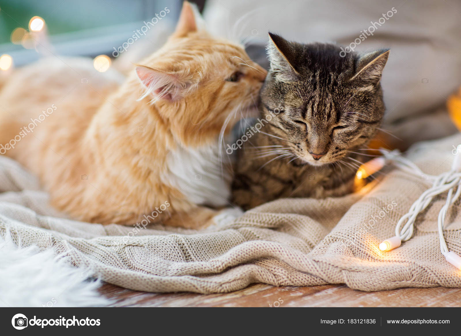 Razones por las que los gatos duermen en lugares extraños, image size:1600x1167