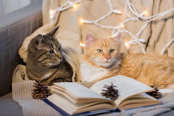 Two cats lying on sofa with book at home — Stock Photo, Image