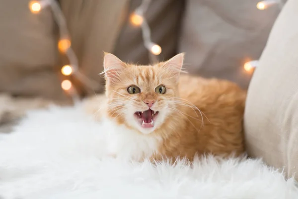 Červené mourovatá kočka umňoukanejch na gauči a ovčí doma — Stock fotografie