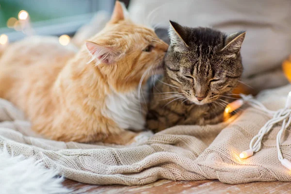 Iki kedi pencere pervazına üzerinde battaniyeyle evde yalan — Stok fotoğraf