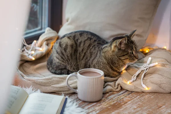 Τιγρέ γάτα ξαπλωμένη στο περβάζι του παραθύρου με το βιβλίο στο σπίτι — Φωτογραφία Αρχείου