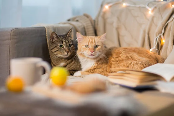 Dos gatos acostado en sofá en casa — Foto de Stock