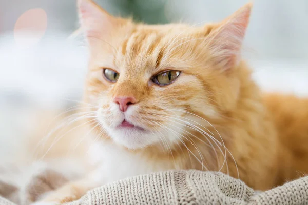冬は毛布を自宅で横になっている赤のぶち猫 — ストック写真