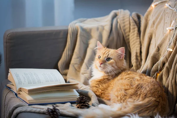Röd katt liggande på soffan med boken och kottar hemma — Stockfoto