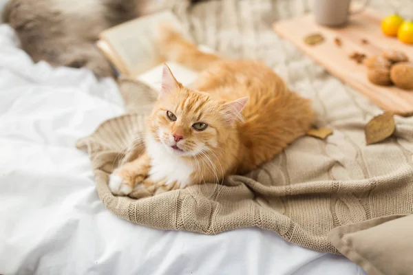 Κόκκινο τιγρέ γάτα ξαπλωμένη σε κουβέρτα στο σπίτι το φθινόπωρο — Φωτογραφία Αρχείου