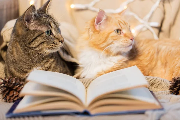 Дві кішки лежать на дивані з книгою вдома — стокове фото
