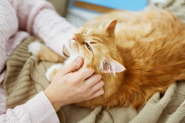 Close up van eigenaar met rode kat in bed thuis — Stockfoto