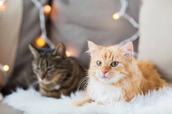 Två katter liggande på soffan med fårskinn hemma — Stockfoto