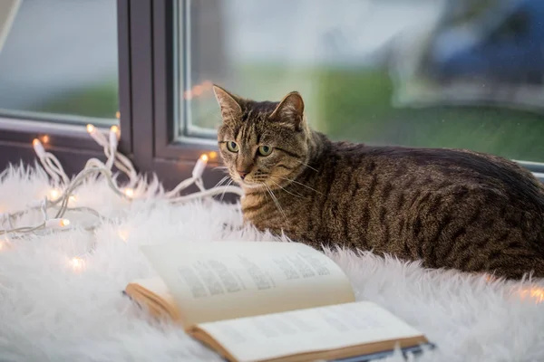 Тэбби-кот, лежащий на подоконнике с книгой дома — стоковое фото