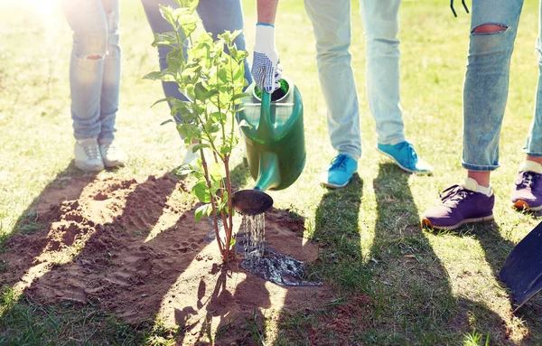 Groep vrijwilligers beplanting en water boom — Stockfoto