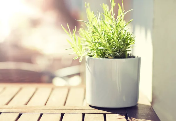 Green plant in flower pot on street cafe table — Stock Photo, Image