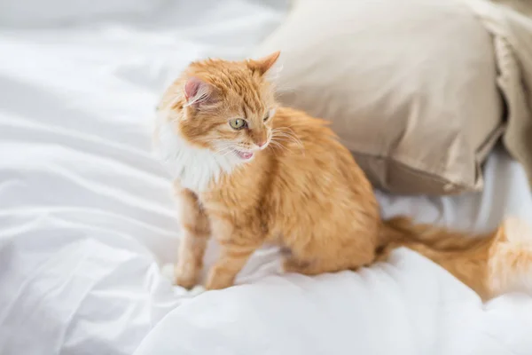 Rot gestromte Katze zu Hause im Bett — Stockfoto