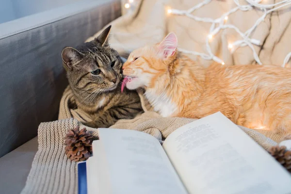 Dos gatos acostados en sofá con libro en casa —  Fotos de Stock