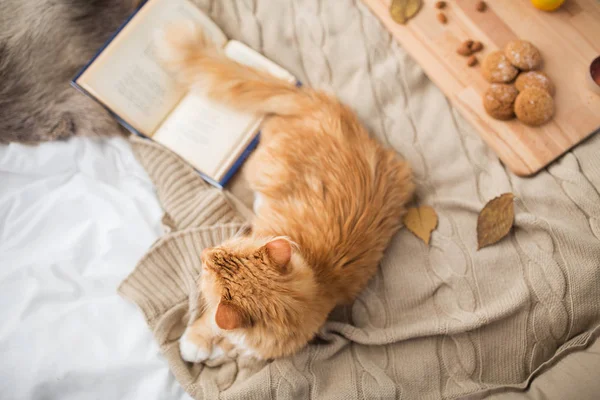 Red tabby cat lying on blanket at home in winter — Stock Photo, Image