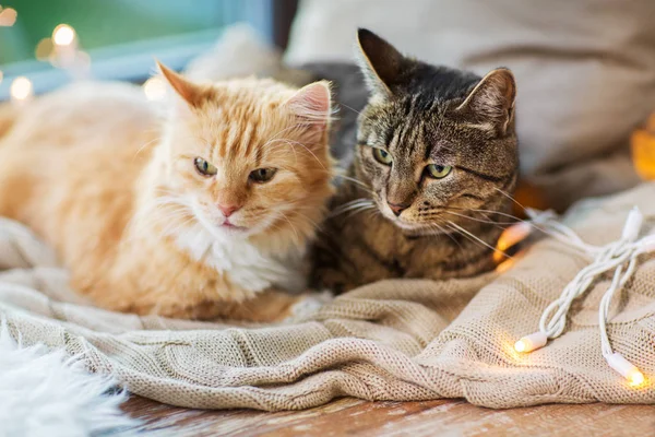 Zwei Katzen liegen auf Fensterbank mit Decke zu Hause — Stockfoto