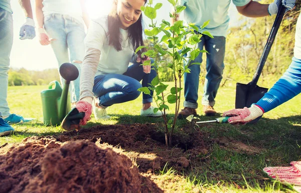 Grupo de voluntários mãos plantando árvore no parque — Fotografia de Stock