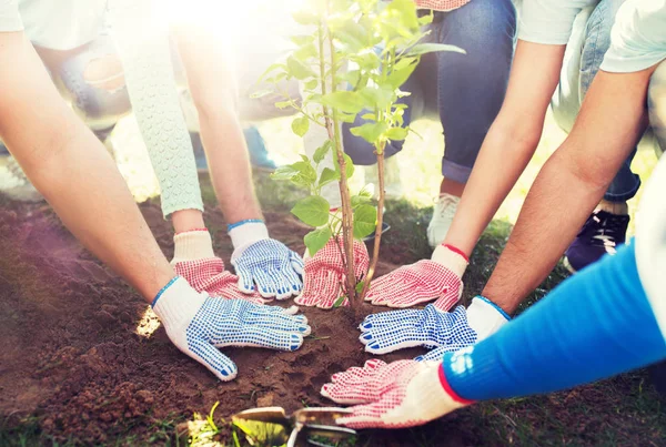 Grupo de voluntários mãos plantando árvore no parque — Fotografia de Stock