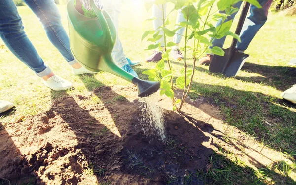 Groep vrijwilligers die bomen planten in het park — Stockfoto