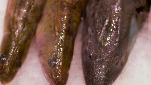 Mariscos o pescados sobre hielo — Vídeos de Stock