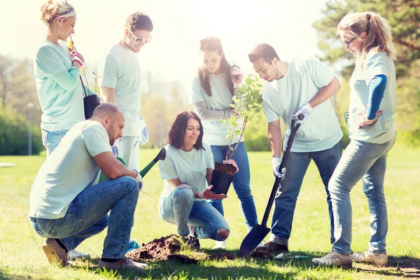 Gruppe von Freiwilligen pflanzt Baum im Park — Stockfoto