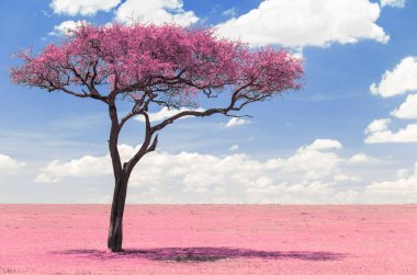 pink acacia tree in savanna with infrared effect clipart