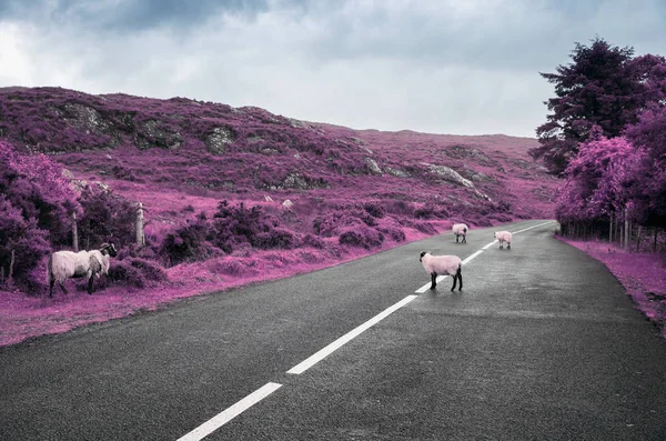 Surrealistické fialové ovce pasoucí se na silnici v Irsku — Stock fotografie
