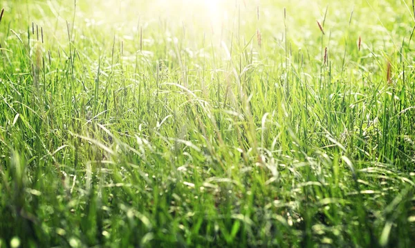 Gras, das auf Wiese oder Feld wächst — Stockfoto