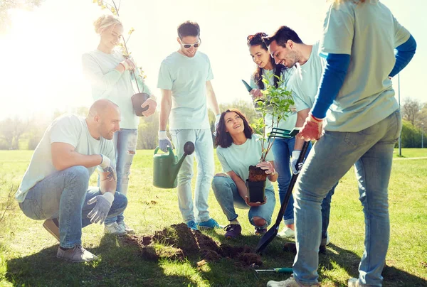 Grupo de voluntários plantando árvore no parque — Fotografia de Stock