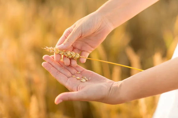 Mani buccia guscio spickelets sul campo di cereali — Foto Stock