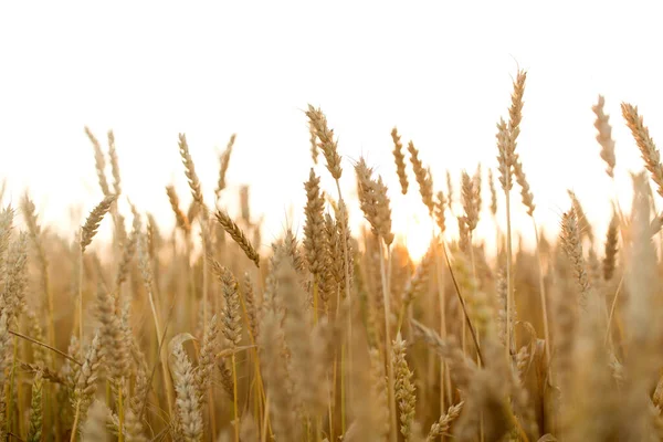 Зернове поле з колючками стиглої пшениці — стокове фото