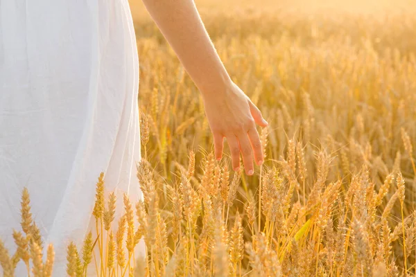 Mano tocando espeletas de trigo en el campo de cereales —  Fotos de Stock