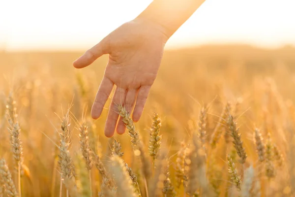 Mano tocando espeletas de trigo en el campo de cereales —  Fotos de Stock
