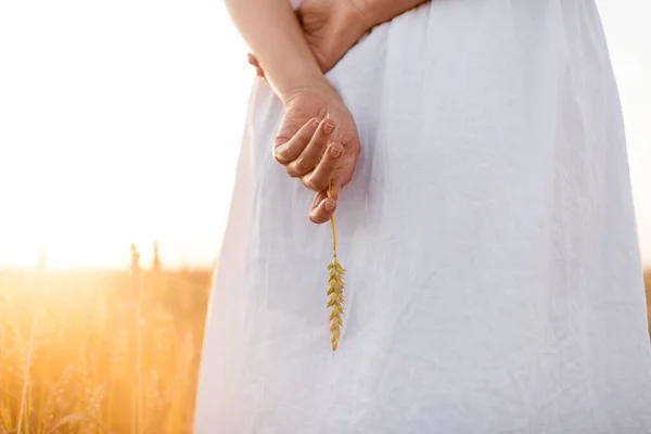 Жінка на зерновому полі тримає стиглий шматочок пшениці — стокове фото