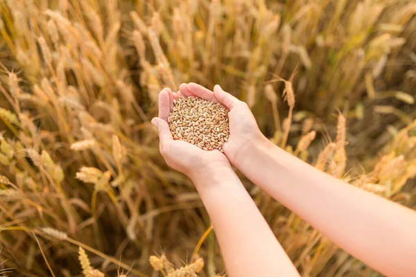 Manos sosteniendo grano de trigo maduro en el campo de cereales —  Fotos de Stock